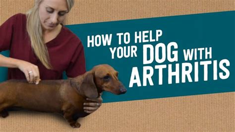 Dachshund Arthritis and Joint Care: 2025 VS. the Present