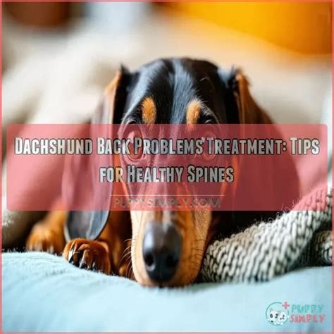 Dachshund Back Problems 2025: A Guide to Care and Prevention