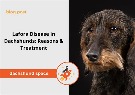 Dachshund Cancer: 2025 Stats, Treatments & Prevention