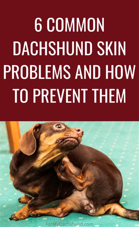 Dachshund Dermatitis 101: Skin Problems and Expert Care in 2025