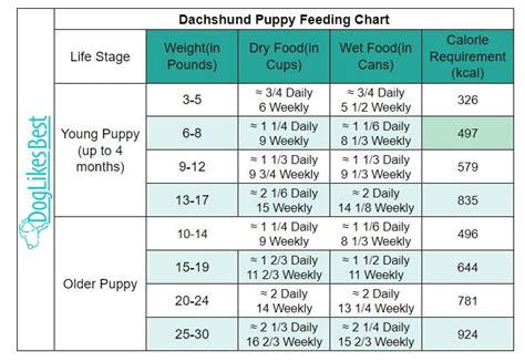 Dachshund Feeding Chart
