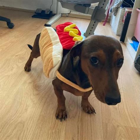 Dachshund Hot Dog Costume: The Ultimate Guide to Turning Your Furry Friend into a Culinary Delight