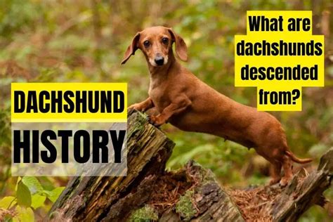 Dachshund Origins: A Historical Legacy