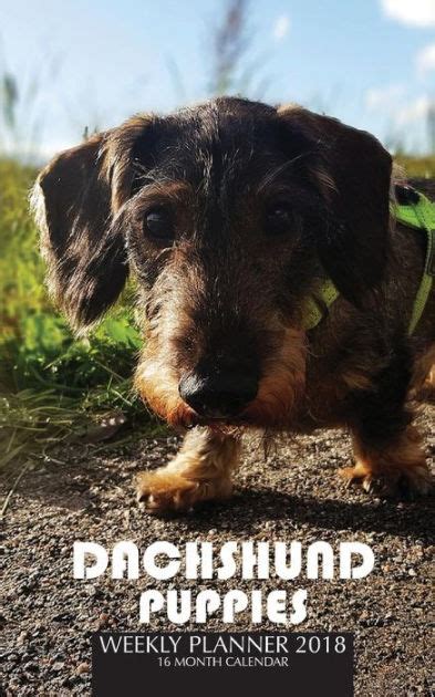 Dachshund Puppies Pocket Monthly Planner 2016 16 Month Calendar PDF