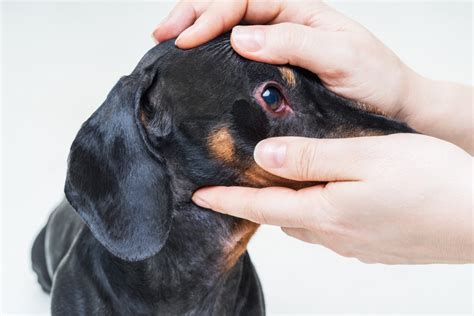 Dachshund eye problems and care