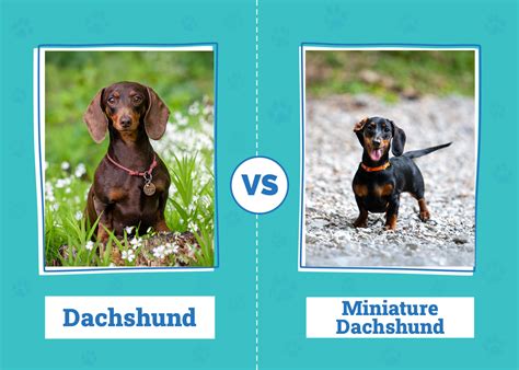 Dachshund vs Miniature Dachshund: Unraveling the Unique Charms of Each