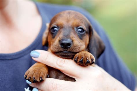 Dachshunds at 3 Months: A Comprehensive Guide to Their Development and Care