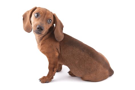 Dachshunds at 3 Months: A Guide to Their Care and Development