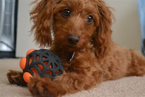 Dachsund-Poodle Mix (Doxiepoo)