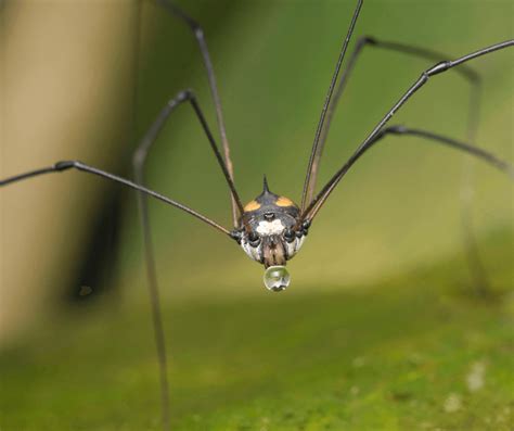 Daddy Longlegs: A Comprehensive Guide to the Long-Legged Harvesters