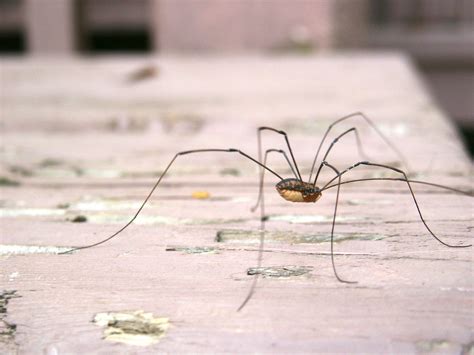 Daddy-Long-Legs Epub