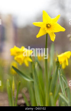 Daffodils_request A Free Spring 2013 Catalog_sitelink