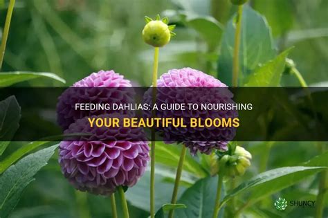 Dahlia Feeding Basics