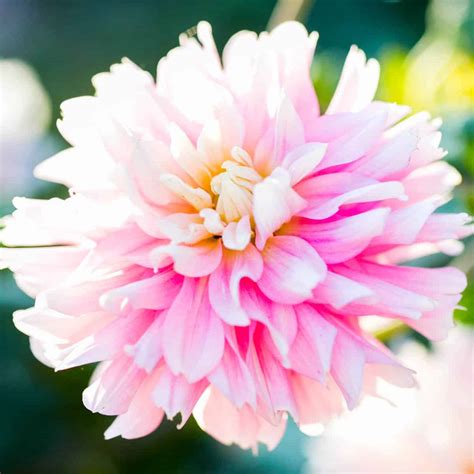 Dahlia Fertilizer: The Ultimate Guide for Spectacular Blooms