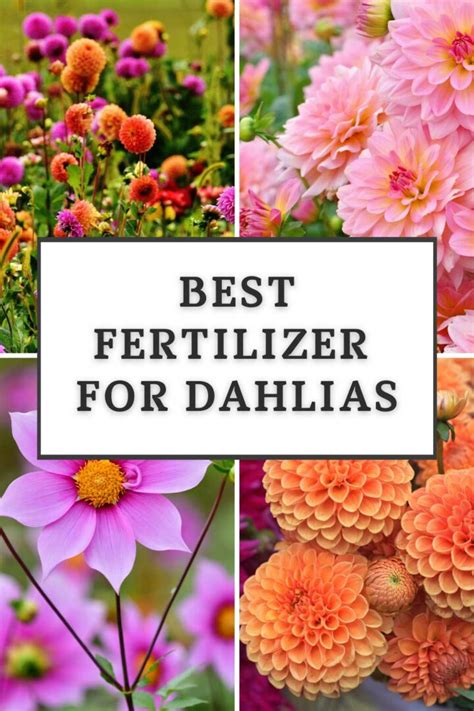 Dahlia Fertilizer: Unleash Your Blooms' Potential