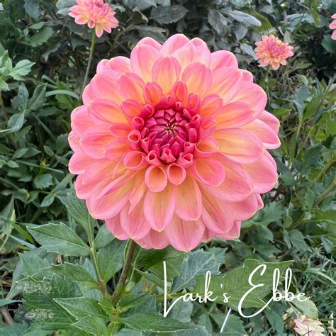 Dahlia Lark: The Enchanting Bloom with Unparalleled Significance