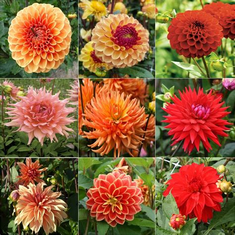 Dahlias: The Flamboyant Beauties of the Garden