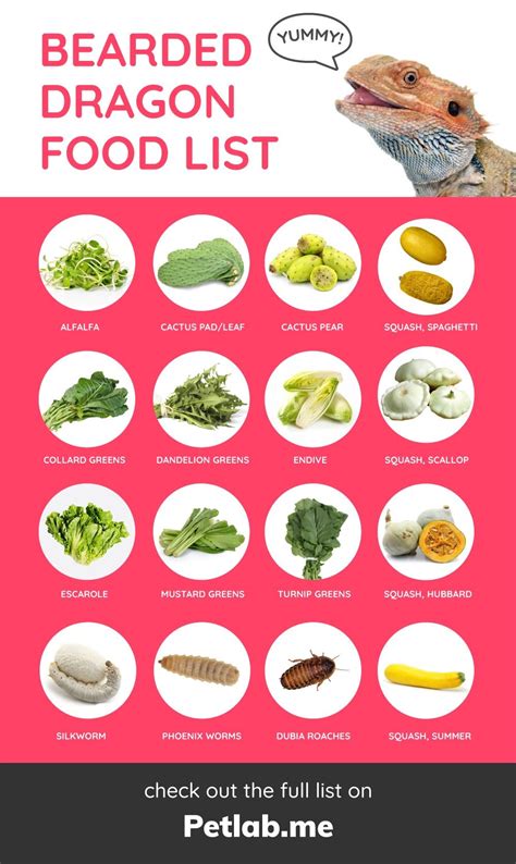 Daily Routine Printable Bearded Dragon Food Chart