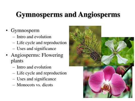 Daintreys Doings Gymnosperms Angiosperms Answer Doc