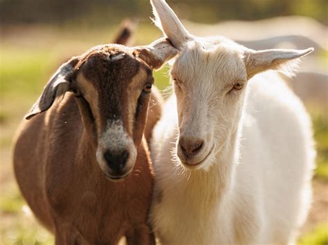 Dairy Goats: