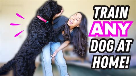 DakotaAddams: The Ultimate Guide to Dog Training for Beginners