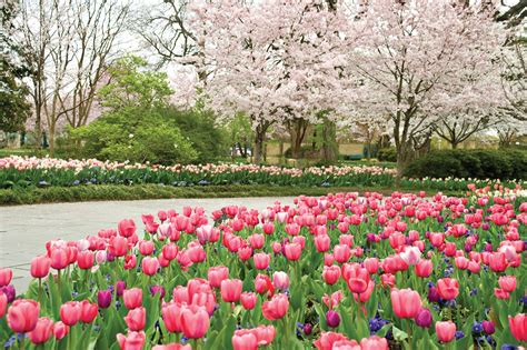 Dallas Arboretum & Botanical Garden: 10,000+ Wonders of Nature