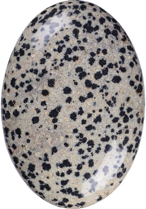 Dalmatian Stone: A Flecked Gem for Building and Art