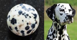 Dalmatian Stone: A Journey Through Beauty and Durability