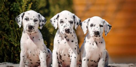 Dalmatians Puppies: A Comprehensive Guide to Caring for Your Spotted Companion