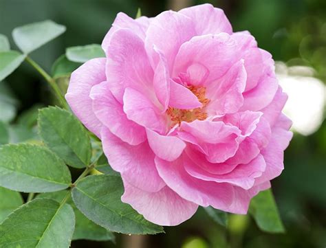 Damask Rose Reader