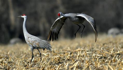 Dances with the Cranes Reader