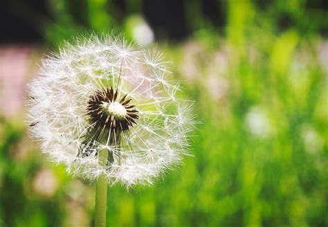 Dandelion Summer Doc