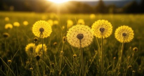 Dandelion T-Shirts: A Symbol of Hope and Resilience