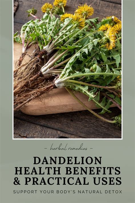 Dandelion TOTK: 50+ Amazing Uses and Benefits That Will Make You Love This Weed!