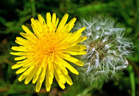 Dandelions Doc