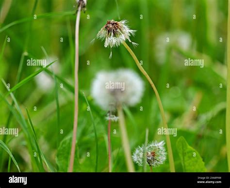 Dandelions: A Song of Resilience and Joy