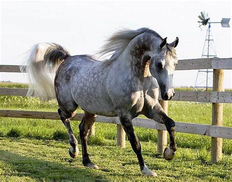 Dapple Gray Arabian: A Timeless Beauty and Equestrian Gem