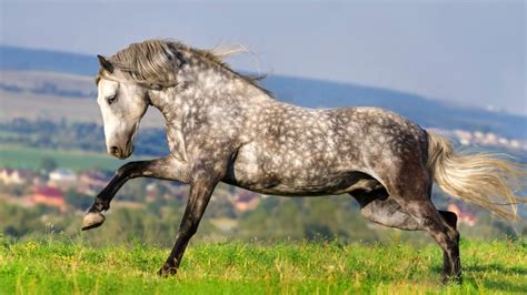 Dapple Grey Andalusian: A Horse of Grace and Strength