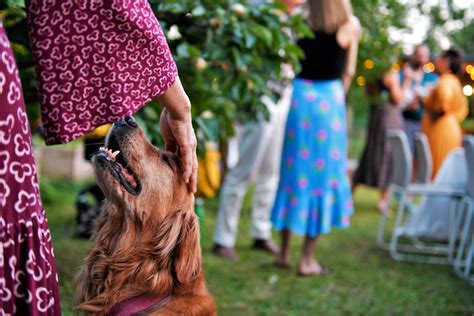 Daryl Lim Chun Leng: Mastering the Canine-Human Bond through Dog Training