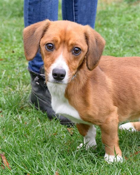 Daschbun: The Ultimate Guide to the Dachshund-Beagle Mix