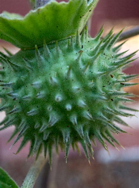 Datura: A Comprehensive Guide to Its Uses, Risks, and Legal Implications