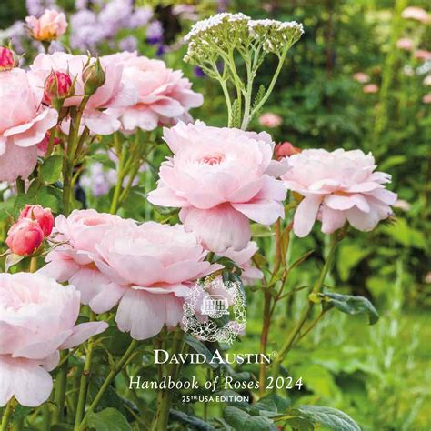 David Austin Roses Catalogue Free