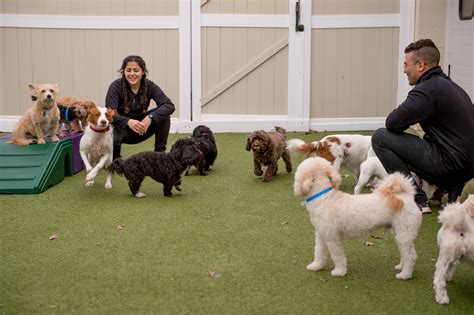 Day Care for Dogs Near Me: Your Guide to Finding the Perfect Care for Your Furry Friend