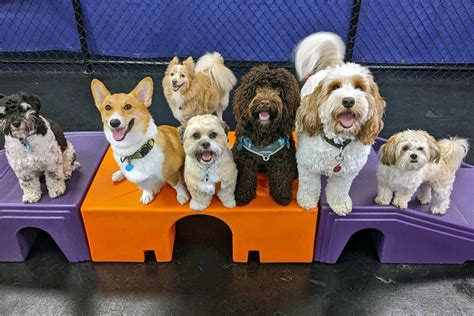 Daycare for Dogs Near Me: The Ultimate Guide