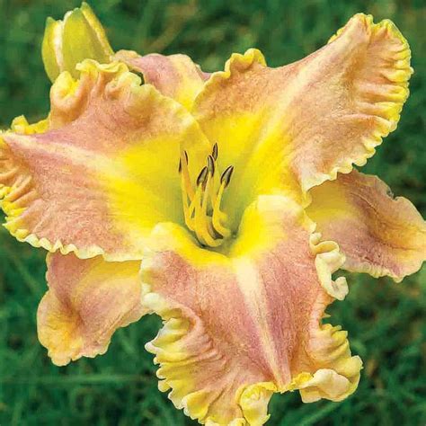 Daylily Nursery Catalogs
