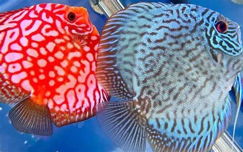 Dazzling Discus Fish: Unveiling the Price Tag Behind the Beauty