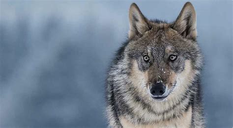 Debunking the Alpha Wolf Myth: A Call for Humane and Effective Leadership in the Digital Age