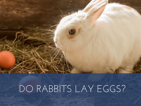 Debunking the Myth: Do Bunnies Lay Eggs?