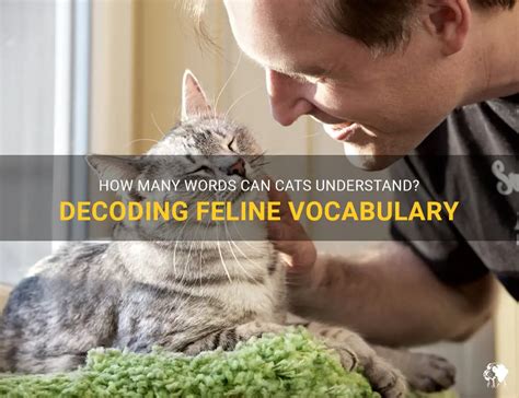 Deciphering the Feline Vocabulary