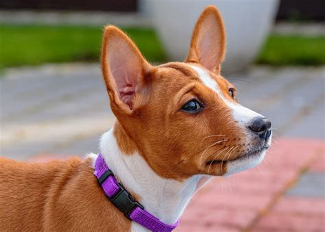 Deciphering the Spectrum of Basenji Hues: An Extensive Guide